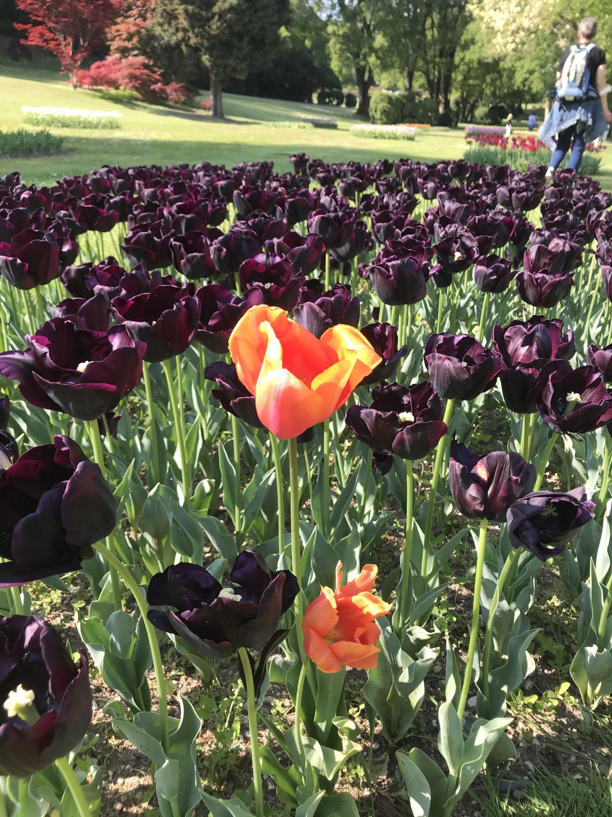 Il Giardino Sigurtà al tempo dei Tulipani