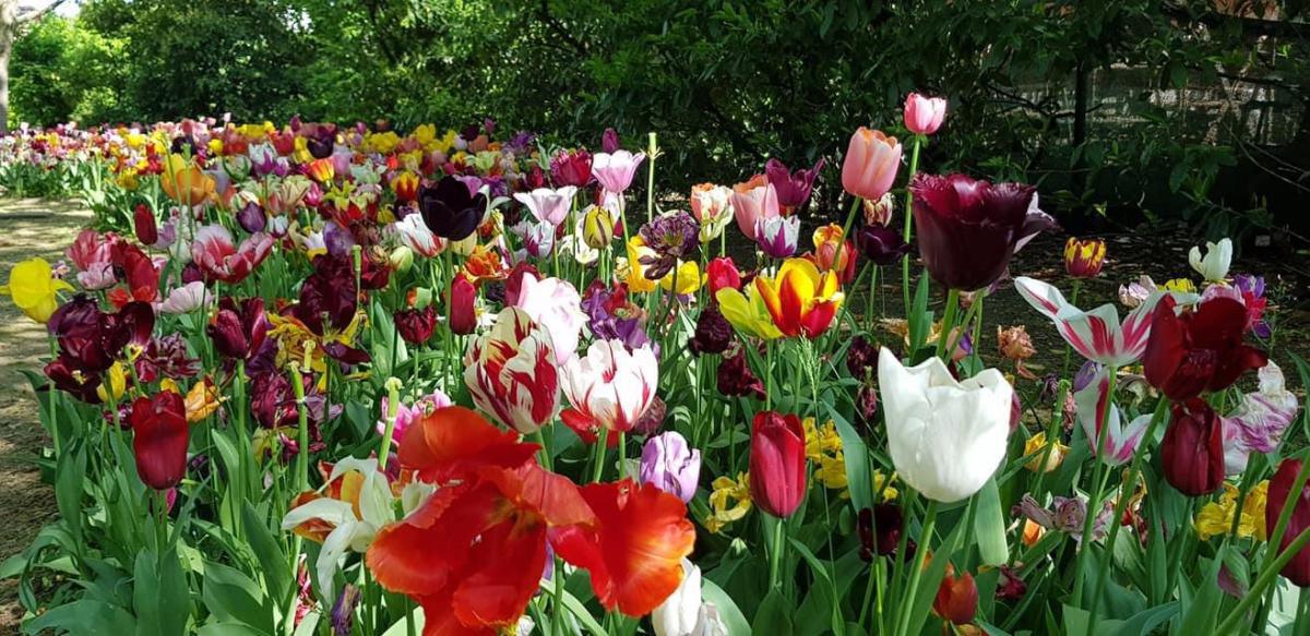 Il Giardino Sigurtà al tempo dei Tulipani