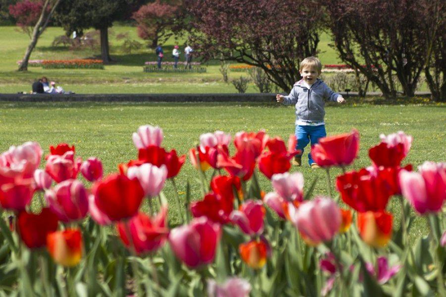 Parco Sigurtà: la fioritura dei tulipani