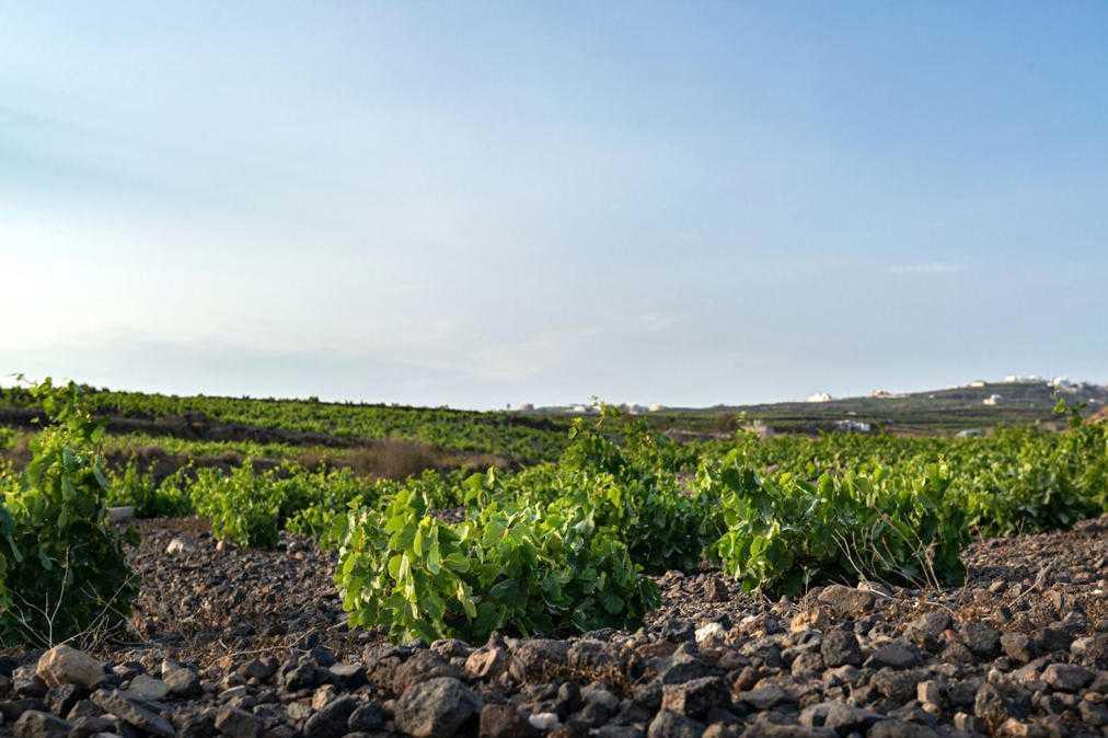 Best Places to Sip Wine