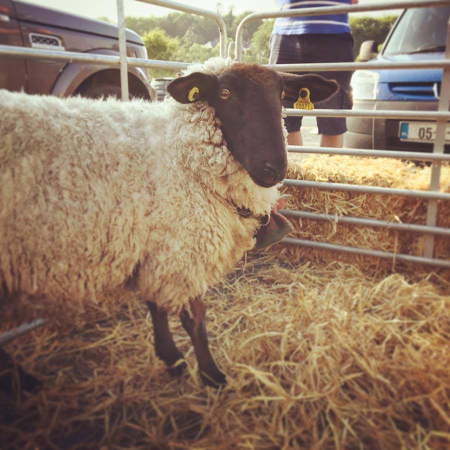 Buddy – Everybody Needs One Buddy – Everybody Needs One