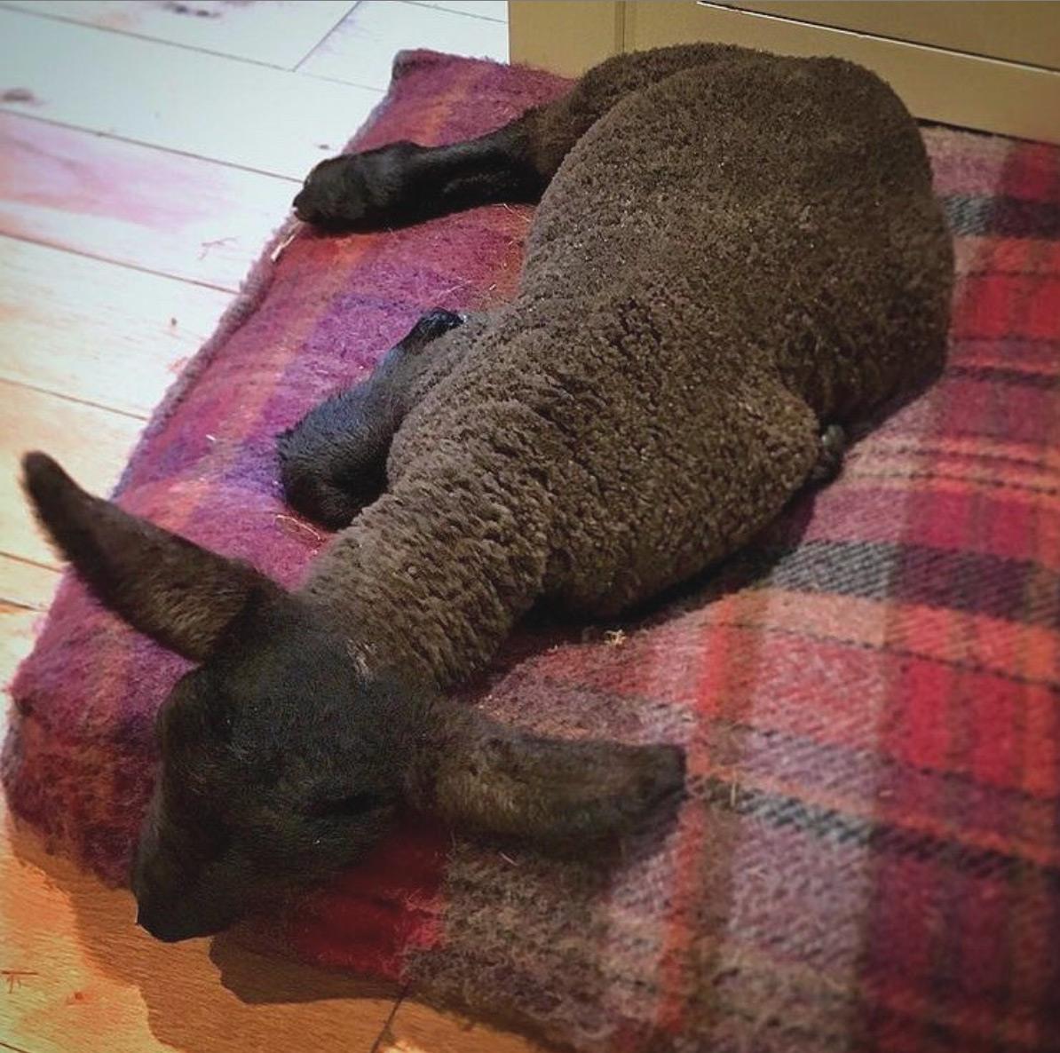 Buddy testing a dog bed