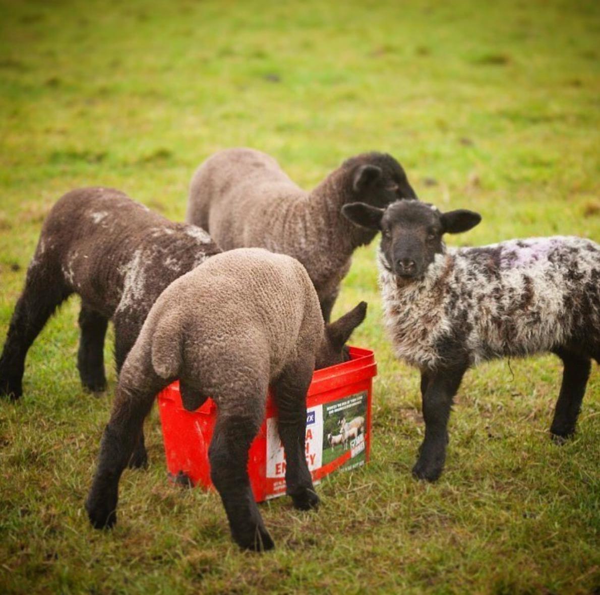 Lambs love their yummy mineral bucket
