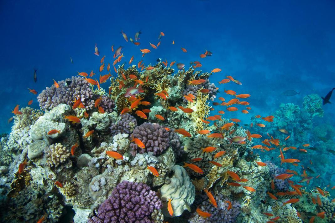 Découvrir la plongée sous marine en Guadeloupe