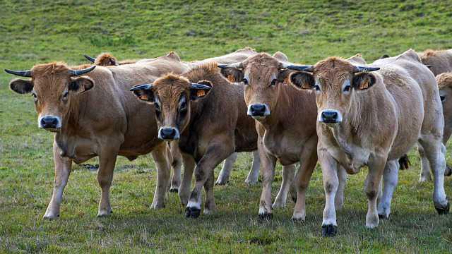 VENTE DE VIANDE AUBRAC - LA FERME DE JÉRÉMY