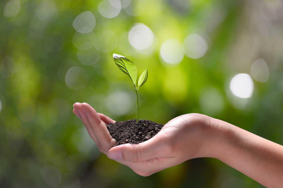 Más de un millón de arboles plantados