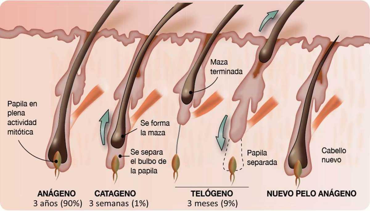 Todo lo que debes sabes sobre la Depilación Láser Medica Todo lo que debes sabes sobre la Depilación Láser Medica