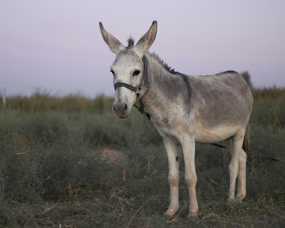 林耀楠牧師|牧者心聲|主的小驢駒 林耀楠牧師|牧者心聲|主的小驢駒