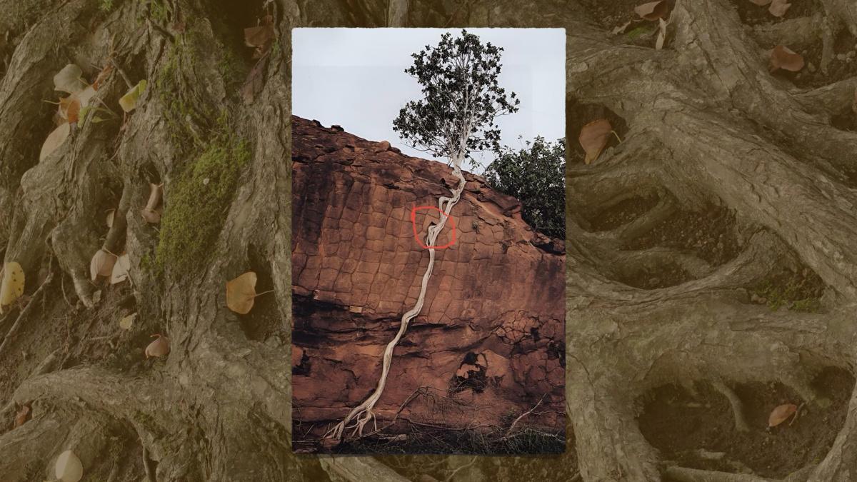 「歲月摧殘 生命不朽」 「歲月摧殘 生命不朽」