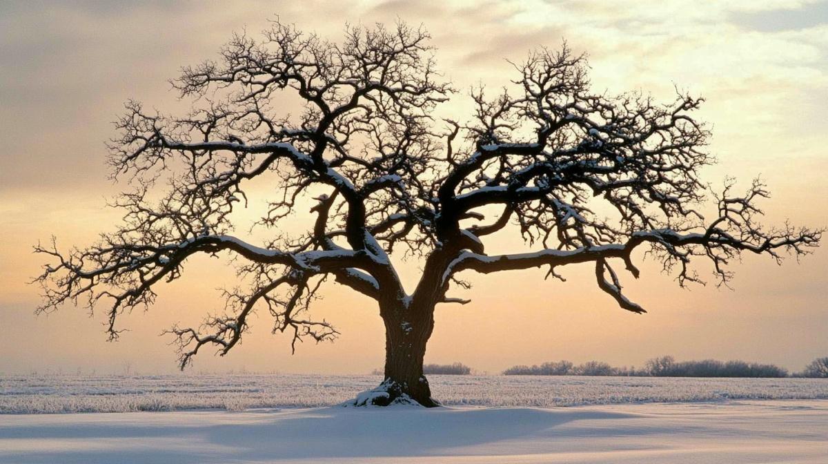 赵鸣杰传道｜牧者心声｜「却道天凉好个秋！」