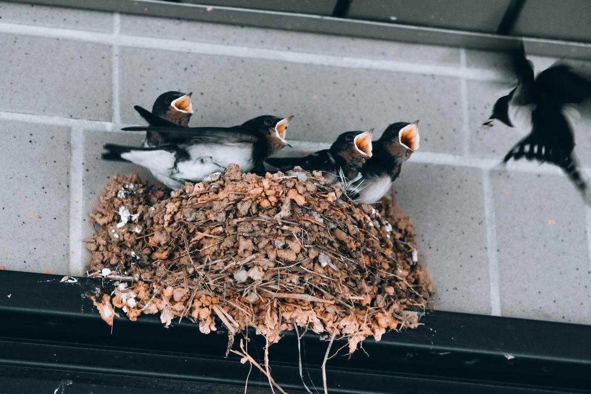 鍾梓昭傳道|牧者心聲|當召命遇上搵食艱難:以利亞 鍾梓昭傳道|牧者心聲|當召命遇上搵食艱難:以利亞