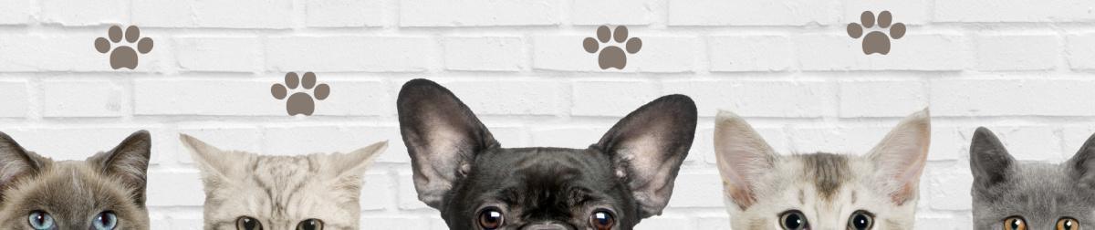 Animation Husse