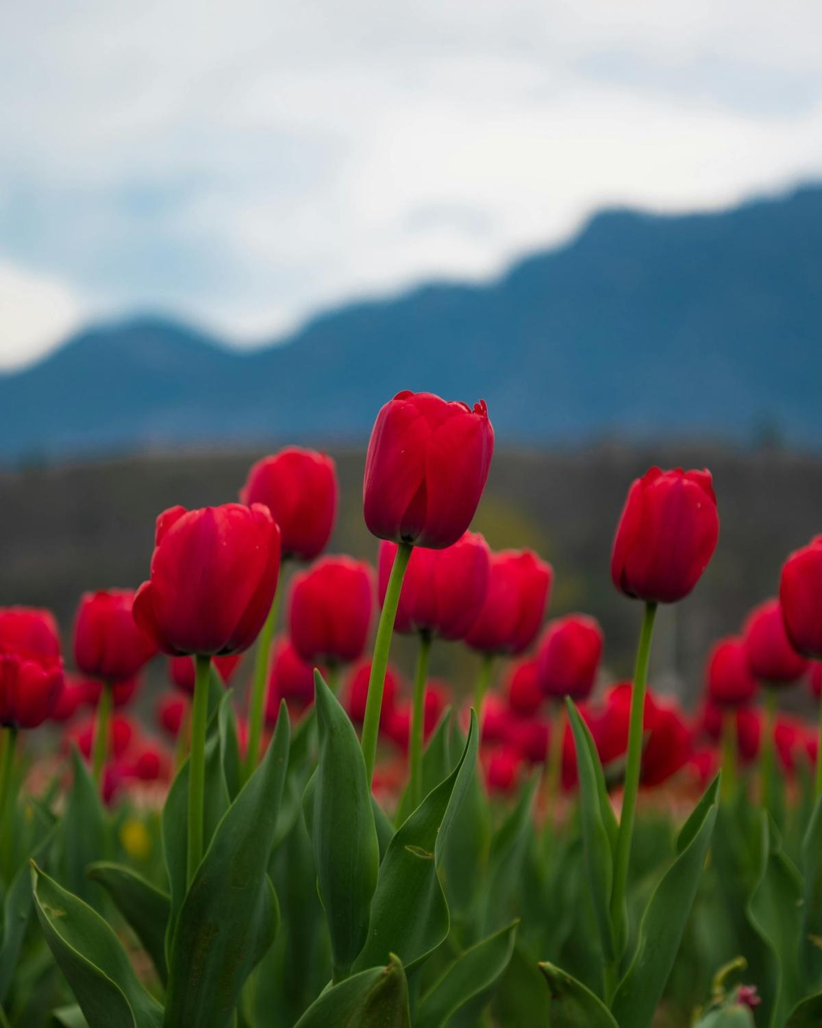 🌷 Offerte di Maggio