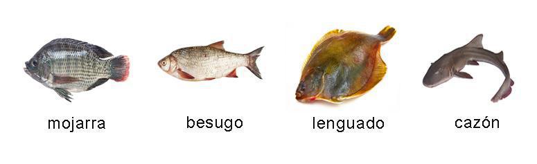 Pescado Azul o Blanco ¿Cuál es tu favorito? Pescado Azul o Blanco ¿Cuál es tu favorito?