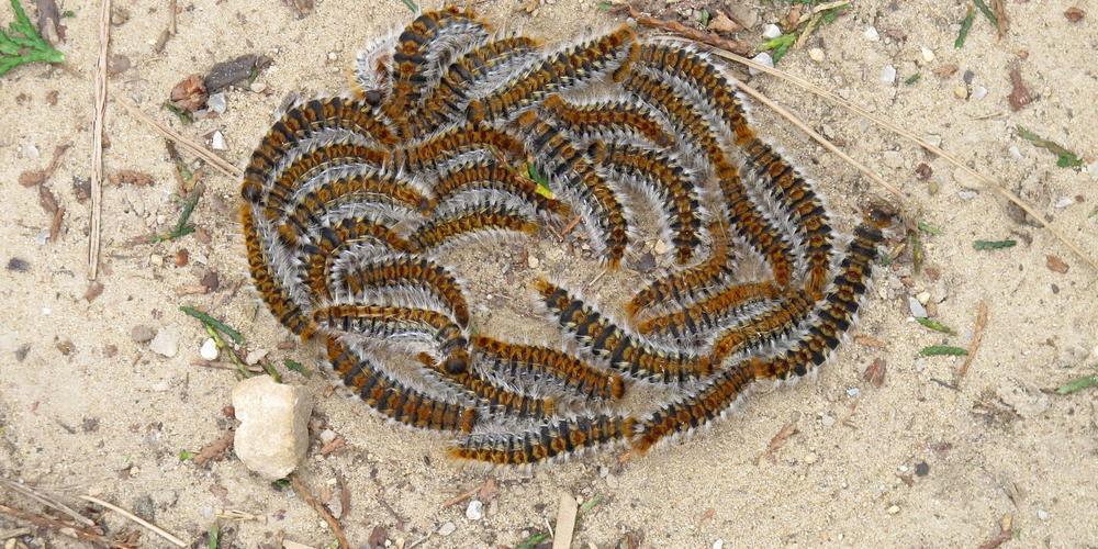 Traitement des chenilles : 12 et 13 novembre 2025