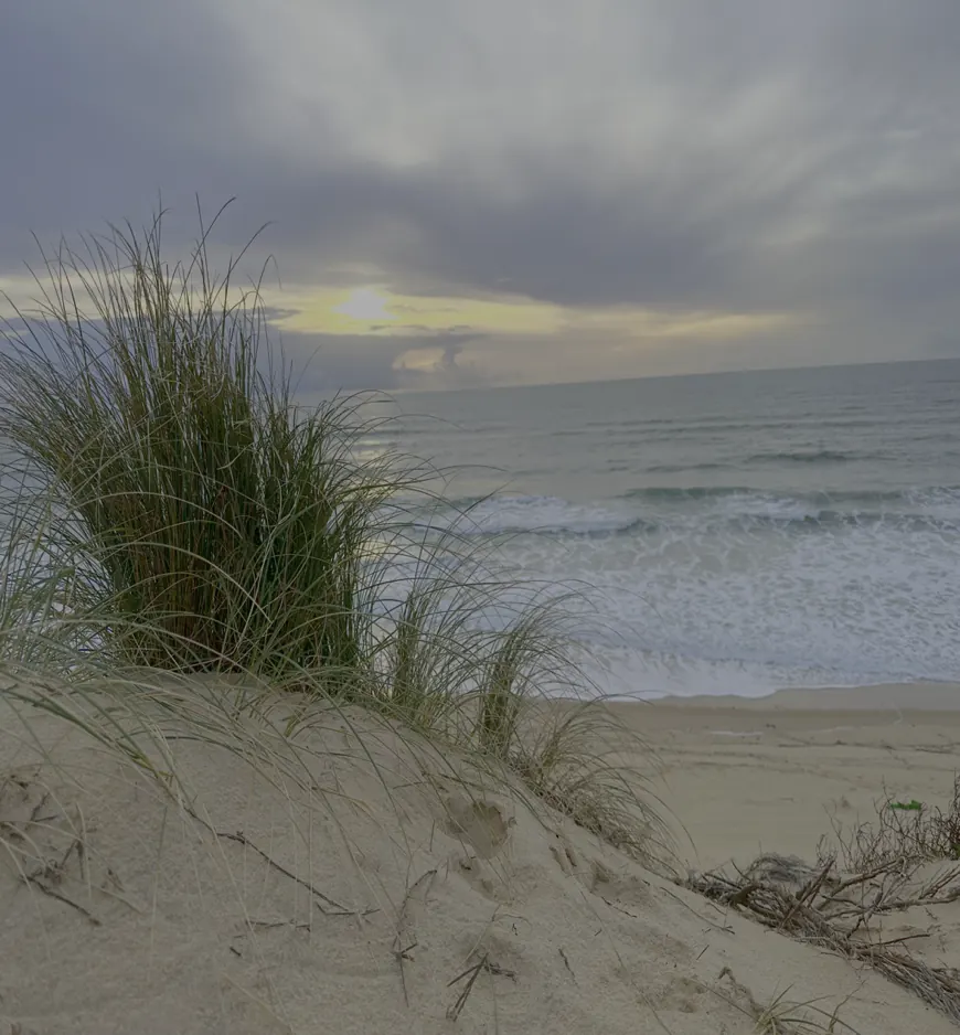 Dune et Oyat