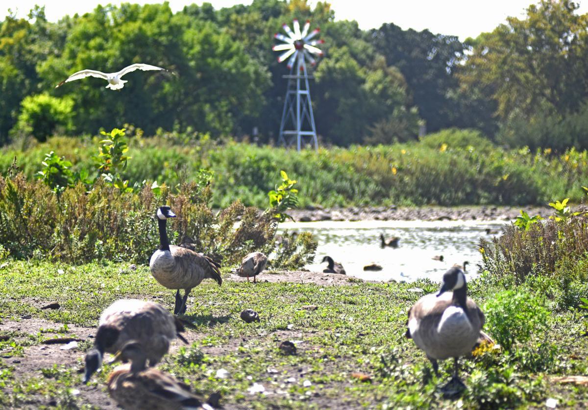 Ruth & Paul Henning Conservation Area