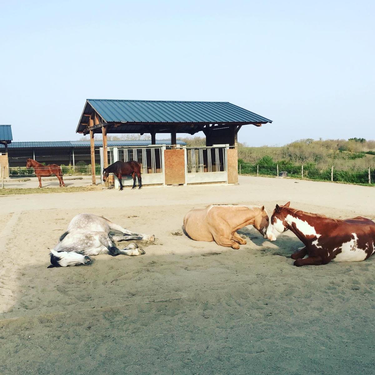 La pension équestre en écurie active La pension équestre en écurie active