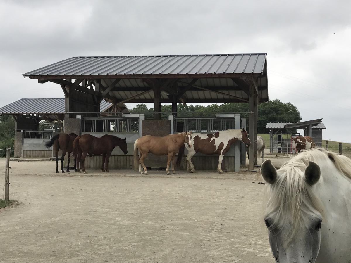 La pension équestre en écurie active La pension équestre en écurie active