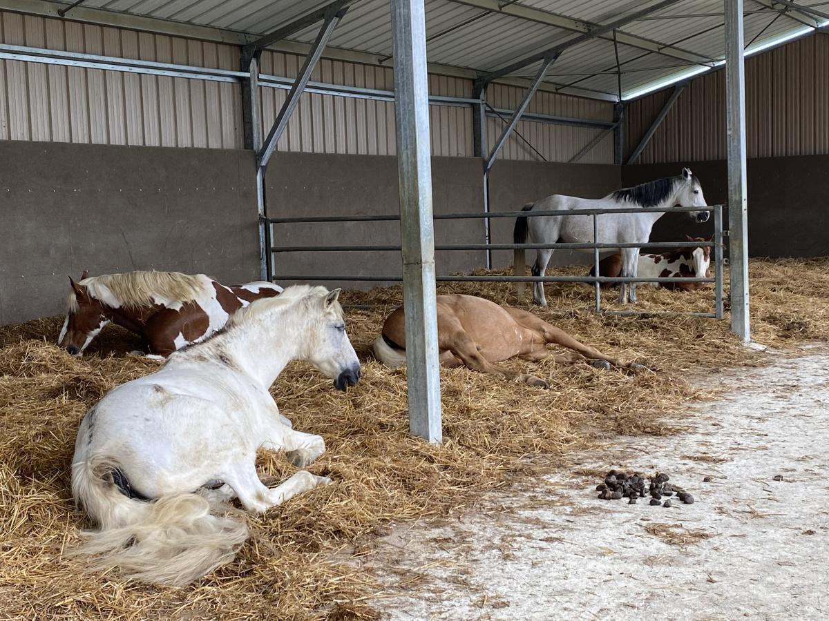 La pension équestre en écurie active La pension équestre en écurie active