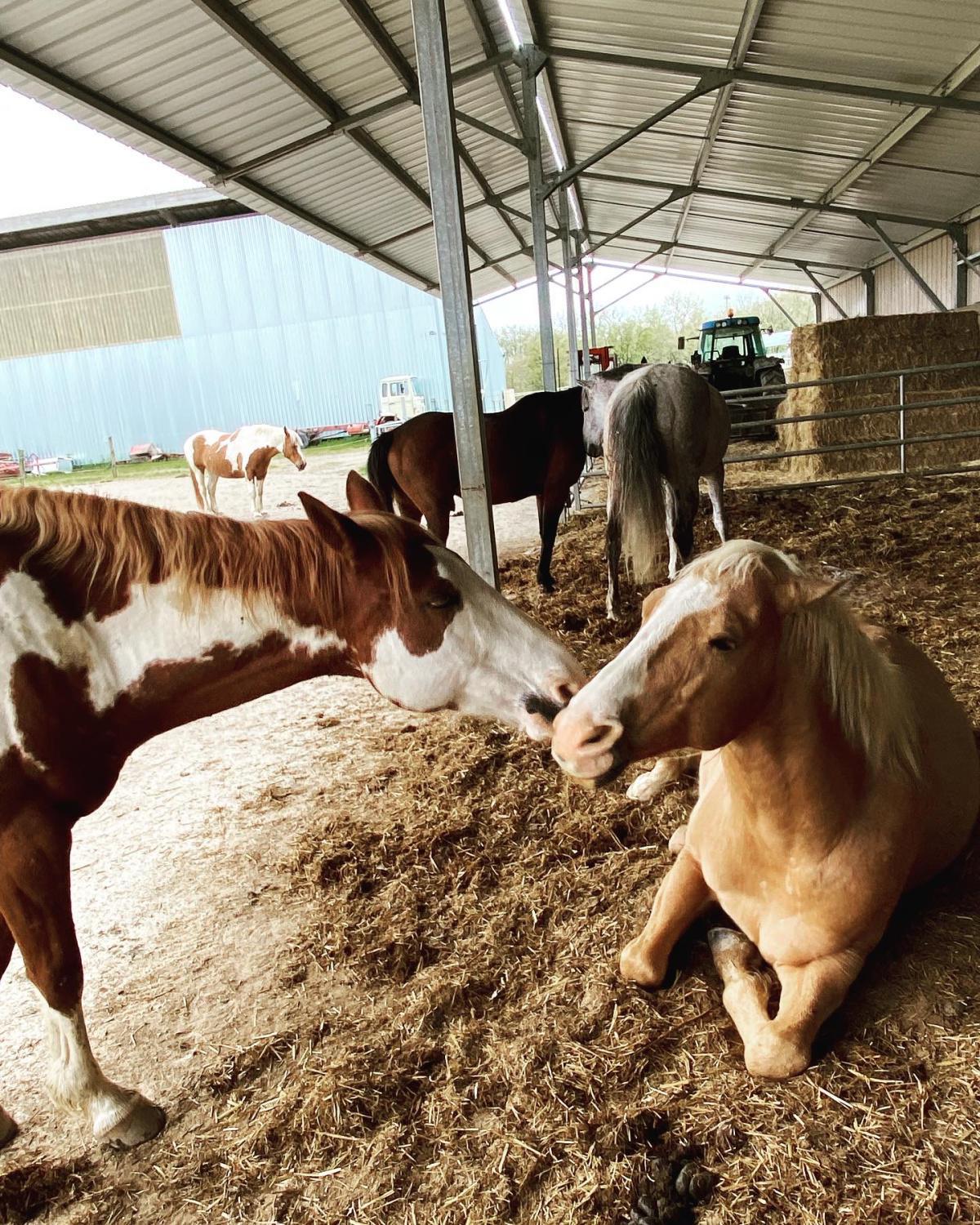 La pension équestre en écurie active La pension équestre en écurie active