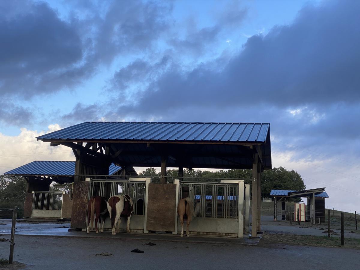 La pension équestre en écurie active La pension équestre en écurie active