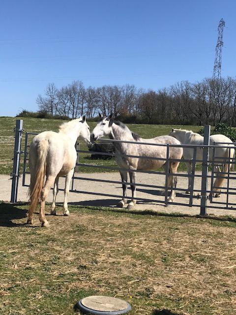 L'intégration de votre cheval dans notre écurie du Gers L'intégration de votre cheval dans notre écurie du Gers