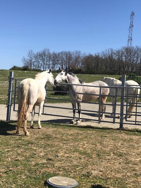 L'intégration de votre cheval dans notre écurie du Gers