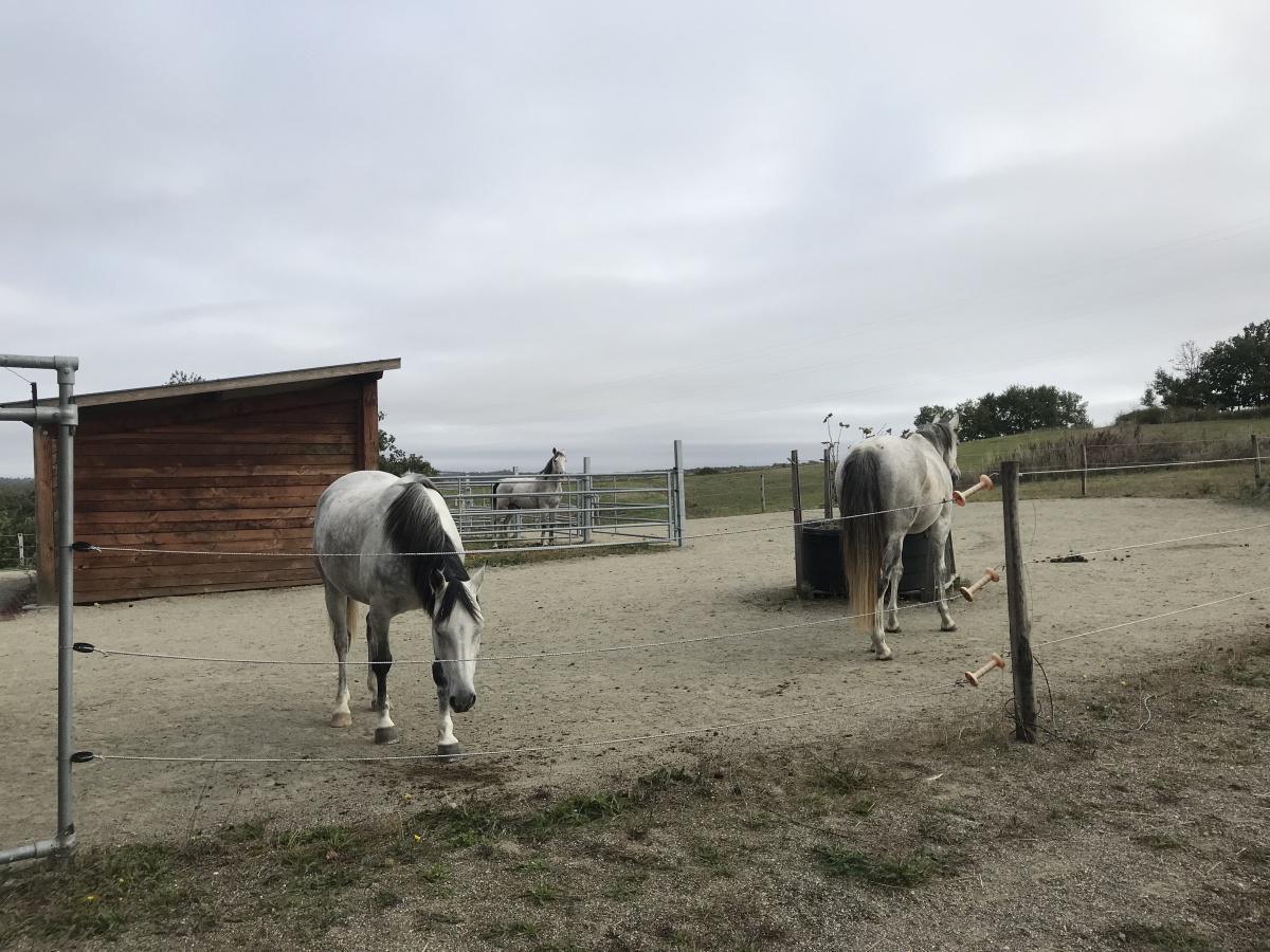 L'intégration de votre cheval dans notre écurie du Gers L'intégration de votre cheval dans notre écurie du Gers
