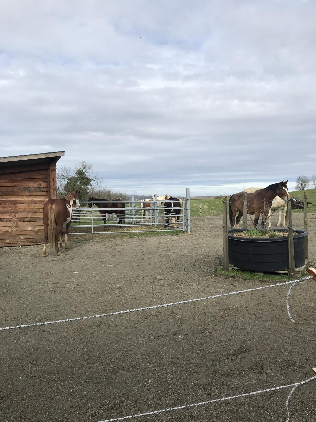 L'intégration de votre cheval dans notre écurie du Gers L'intégration de votre cheval dans notre écurie du Gers