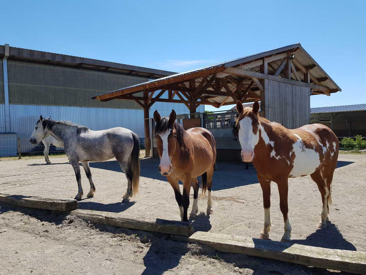 L'intégration de votre cheval dans notre écurie du Gers L'intégration de votre cheval dans notre écurie du Gers