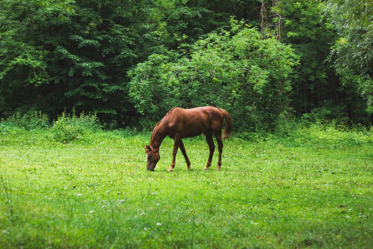 Le bien-être du cheval  Le bien-être du cheval