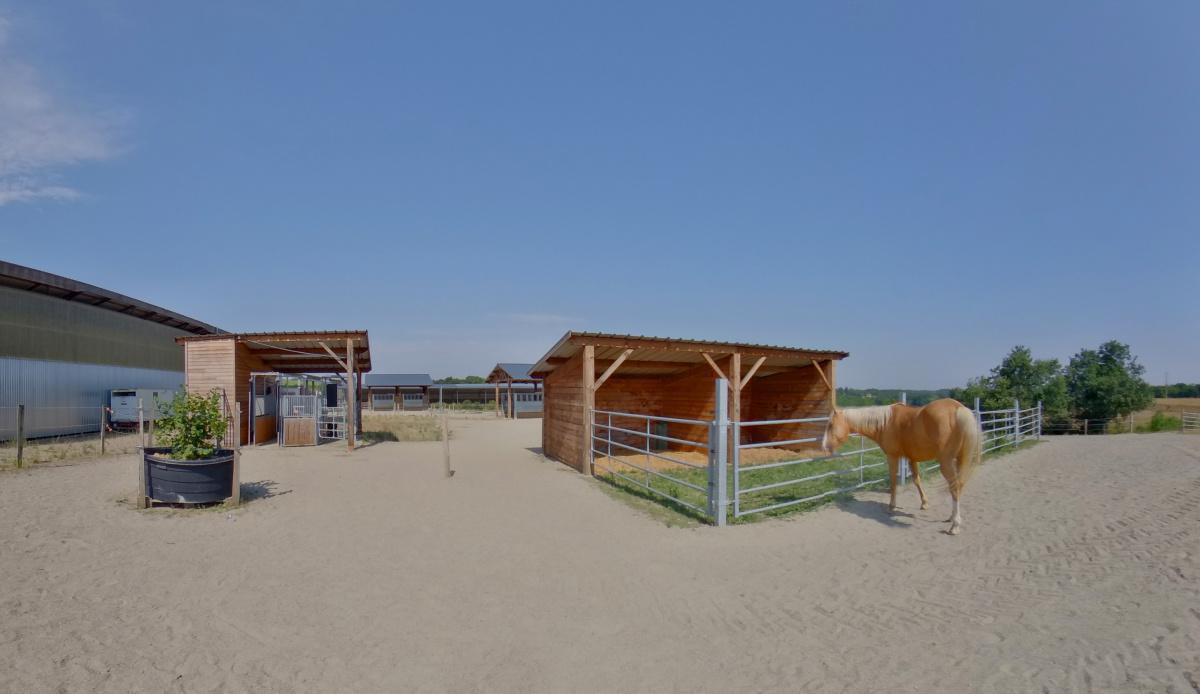 Le bien-être du cheval  Le bien-être du cheval