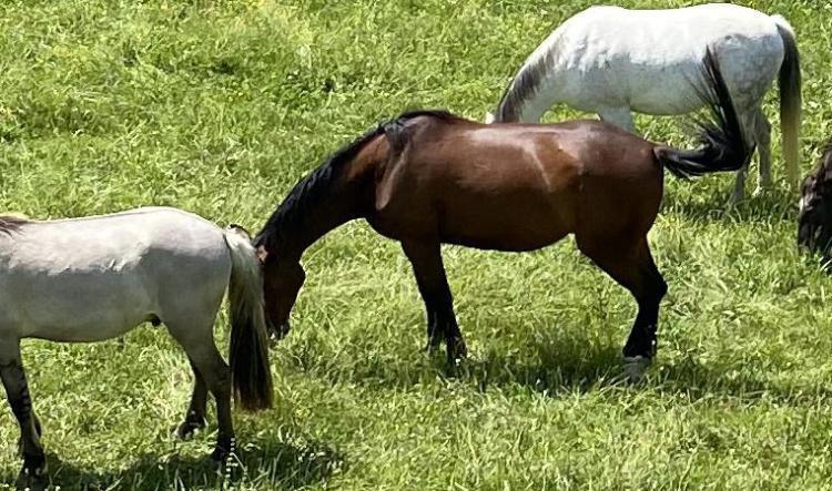 La pension pré du Petit Basté près d'Auch dans le Gers