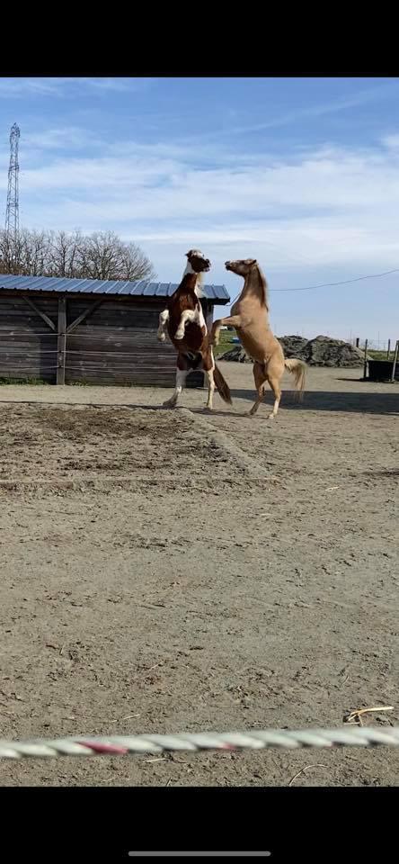 Jeux entre copains dans l’écurie Active 