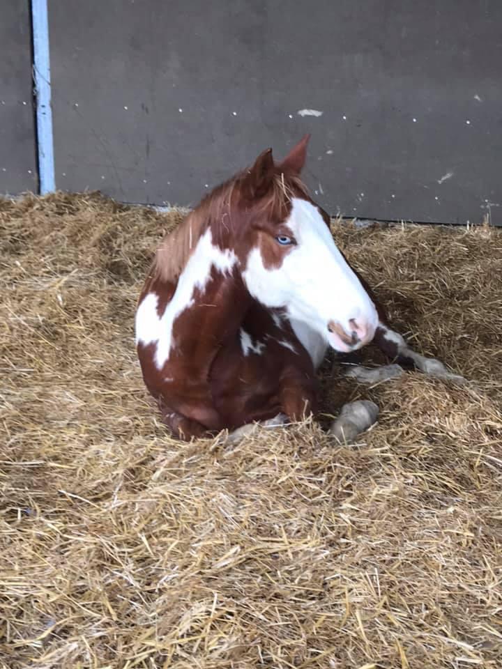 Faïco au repos dans l’écurie Active 