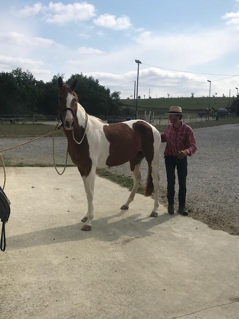 Débourrage et travail du jeune cheval 1
