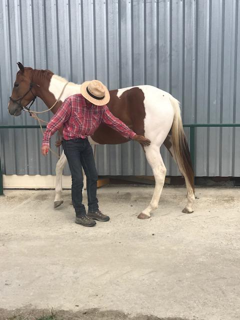Débourrage et travail du jeune cheval 2