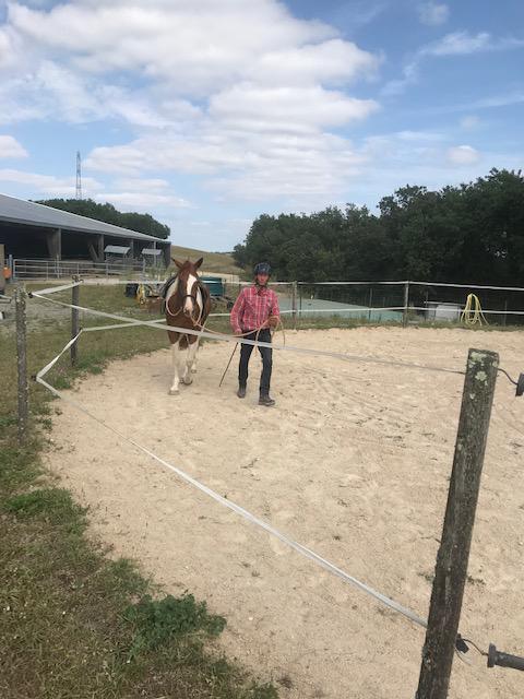 Débourrage et travail du jeune cheval 4