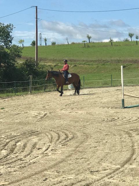 Débourrage et travail du jeune cheval 6