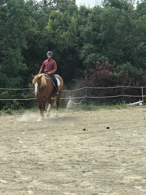 Débourrage et travail du jeune cheval 7