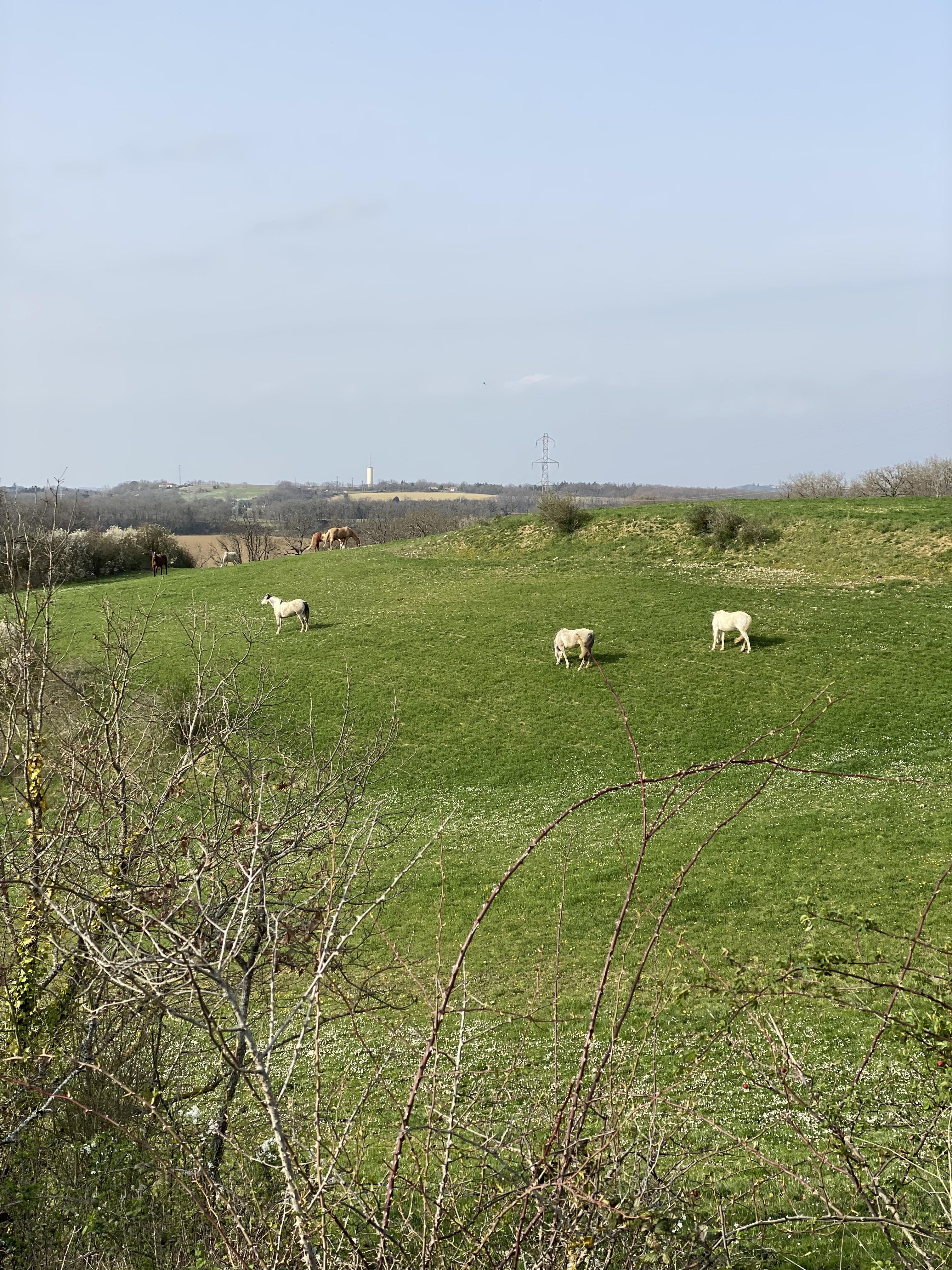 Chevaux de l’écurie Active au pré