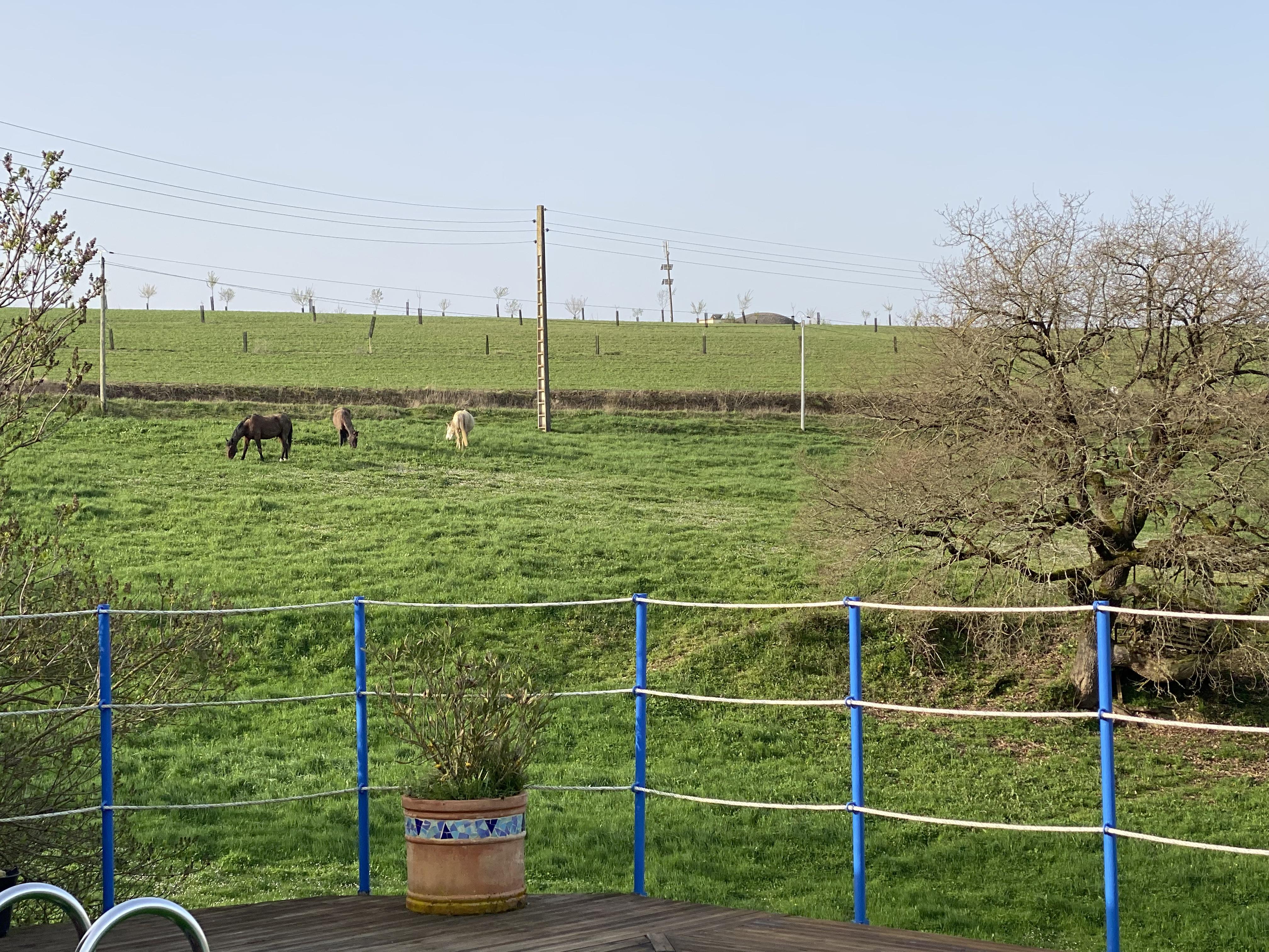 Chevaux au pré