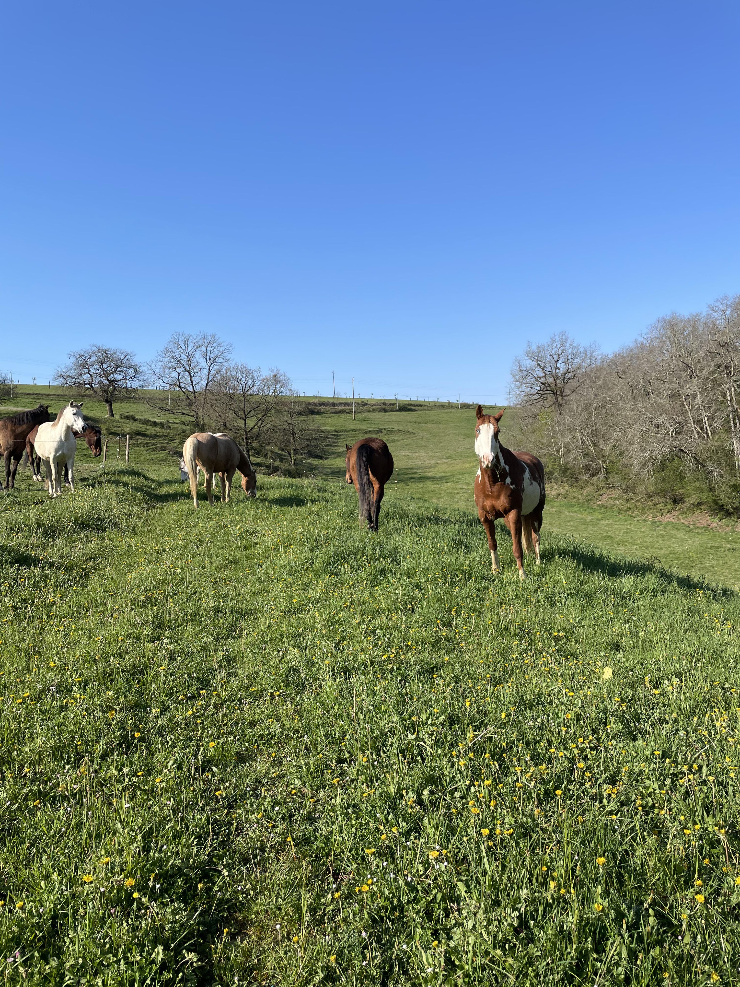 Les Pré autour de l’écurie 