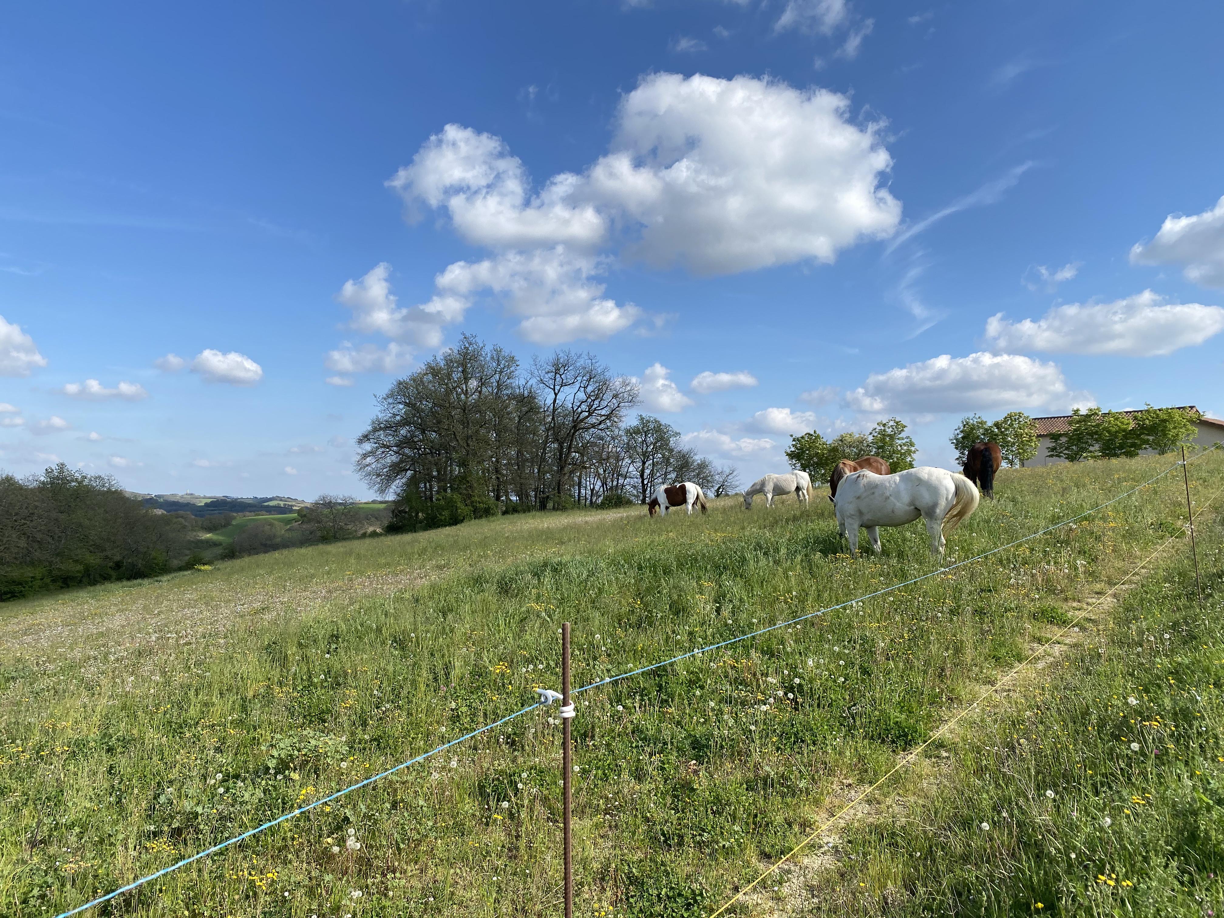 Chevaux qui broute dans le pré