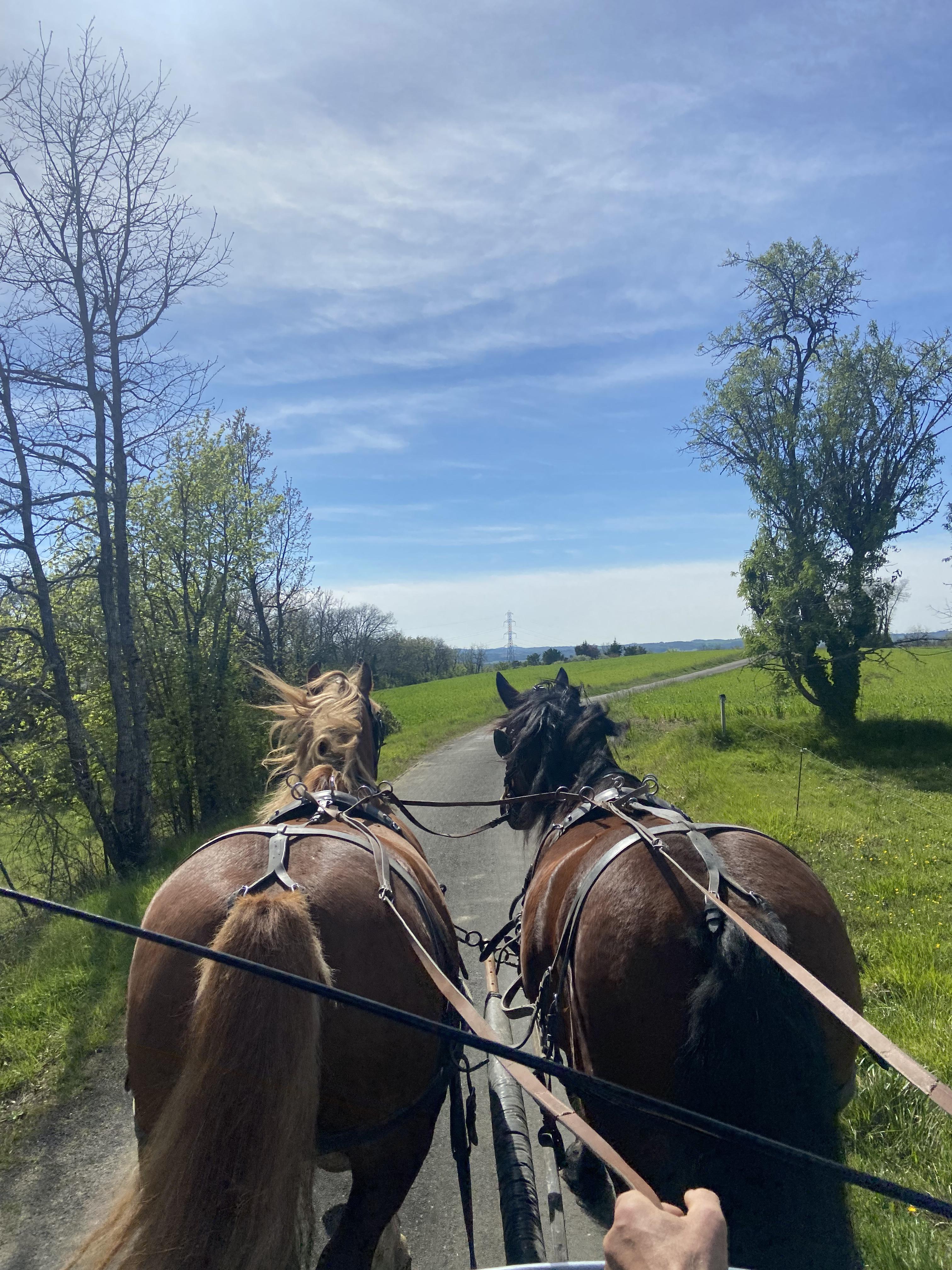 Balade en calèche avec les Cob Normands 