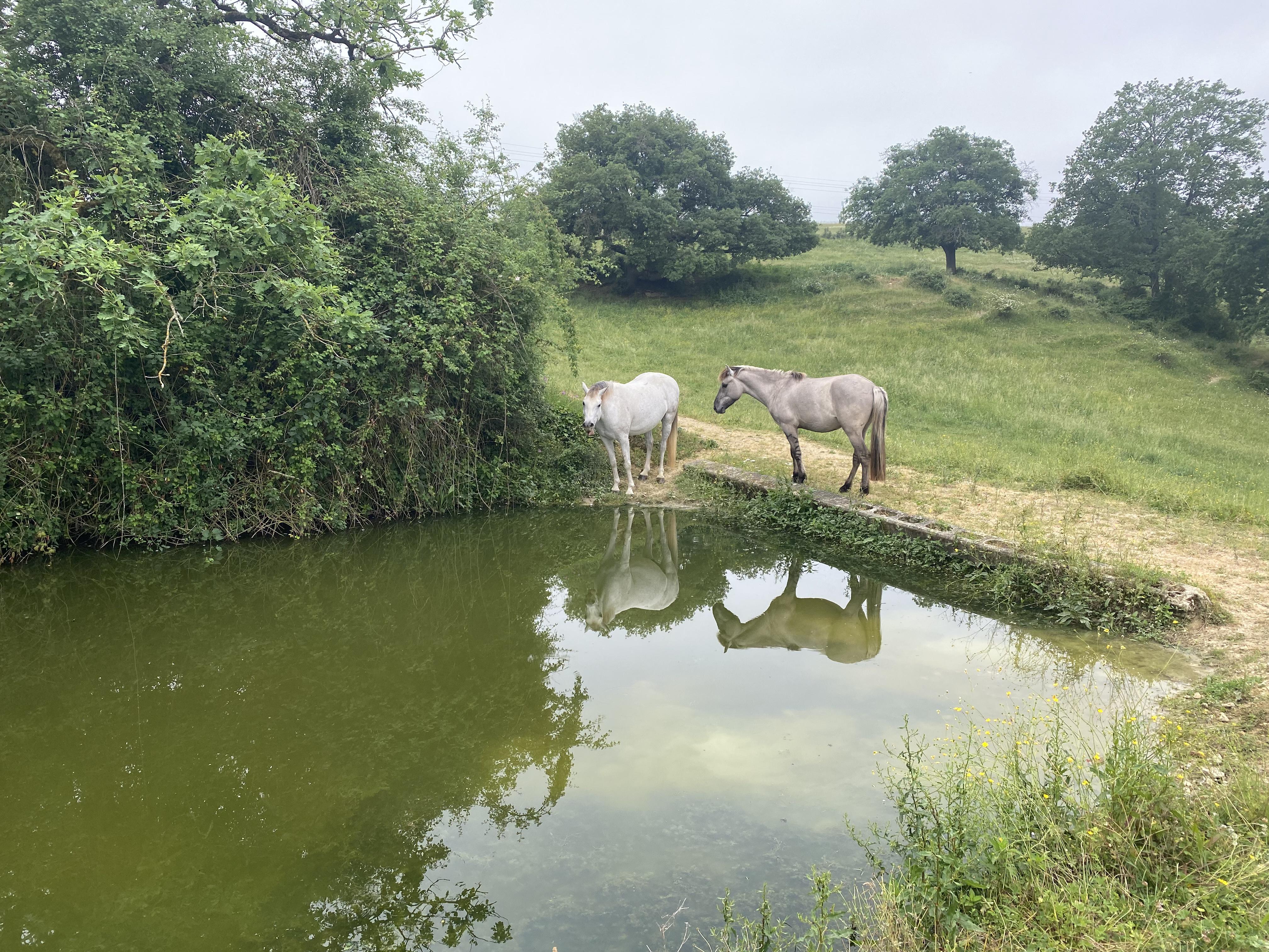 Petite mare du pré 