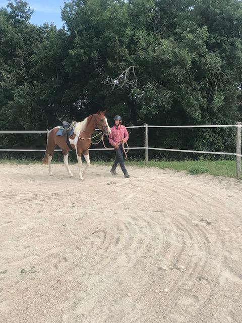 Débourrage et travail du jeune cheval 3