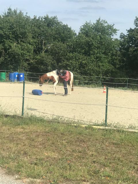 Débourrage et travail du jeune cheval 5