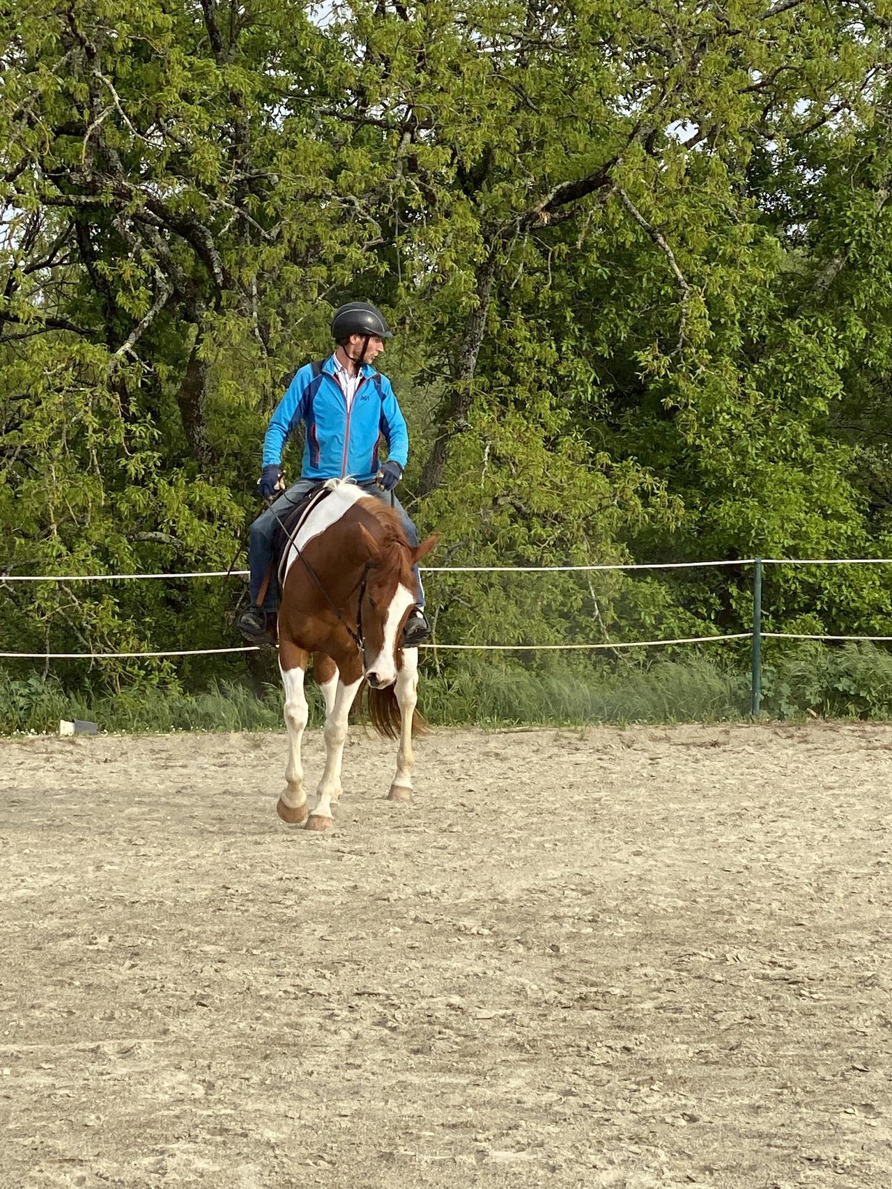 Pension débourrage du jeune cheval 